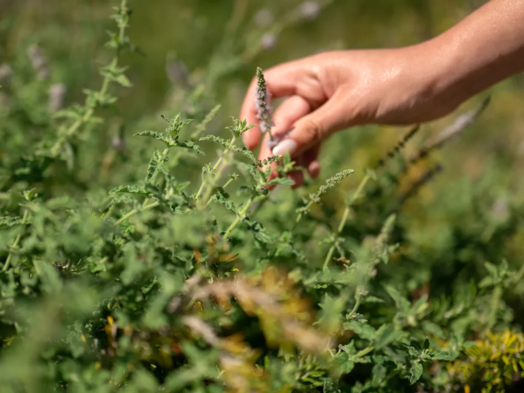 Mint Retreat Suites Halkidiki - Kalandra, Possidi - Greece 2 Mint Retreat Suites Halkidiki 103