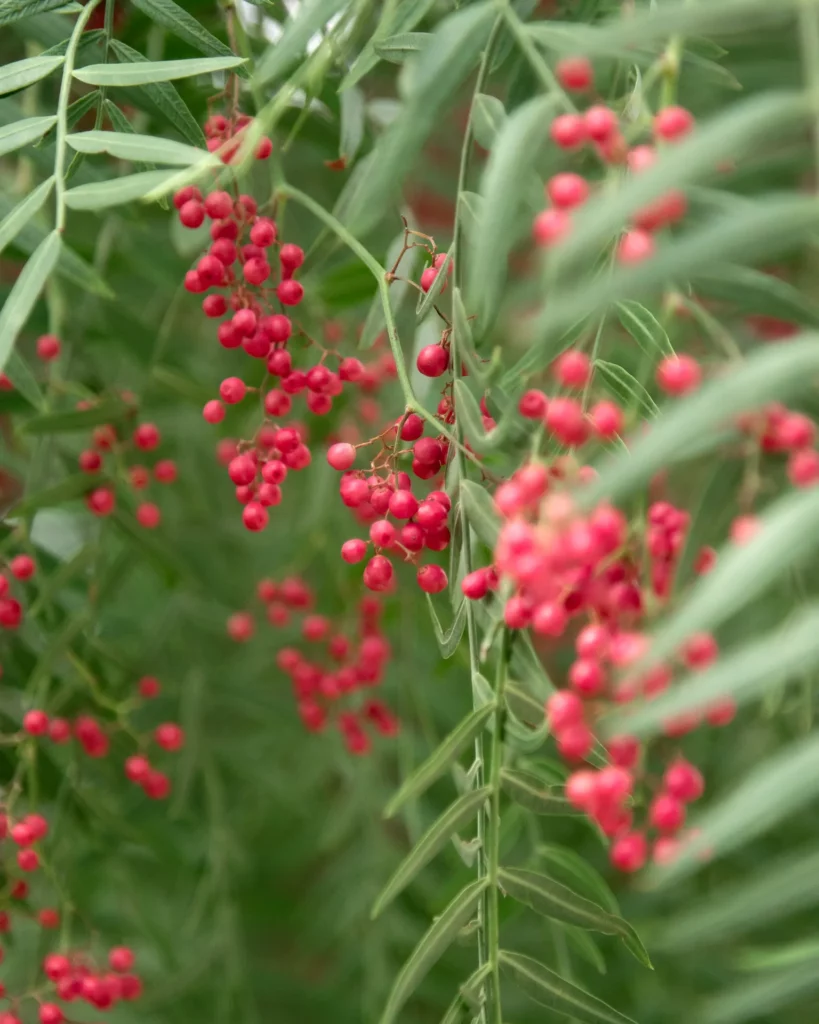 Mint Retreat Suites Halkidiki - Kalandra, Possidi - Greece 4 Mint Retreat Suites Halkidiki 296