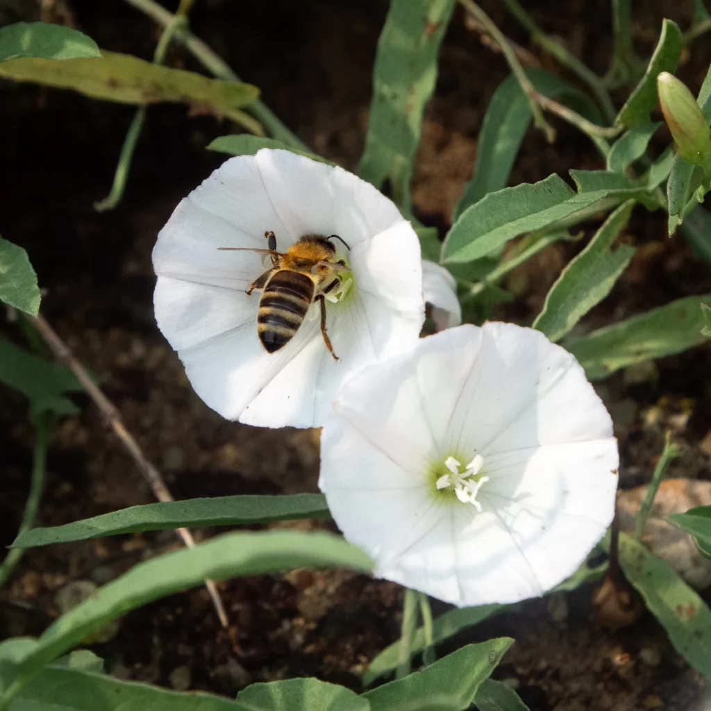 Mint Retreat Suites Halkidiki - Kalandra, Possidi - Greece 5 Mint Retreat Suites Halkidiki 302